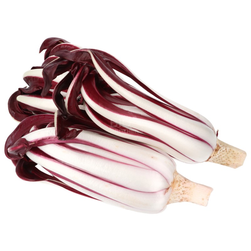 RADICCHIO TARDIVO (BIO)