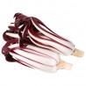 Radicchio Rosso Tardivo Biologico