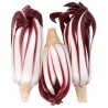 Radicchio Rosso Tardivo Biologico