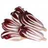 Radicchio Rosso Tardivo Biologico
