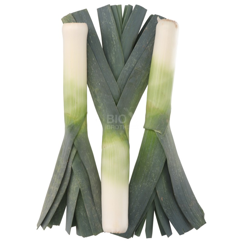 PORRO (BIO)