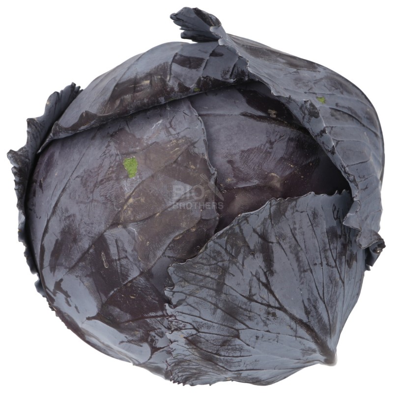 CAPPUCCIO ROSSO (BIO)