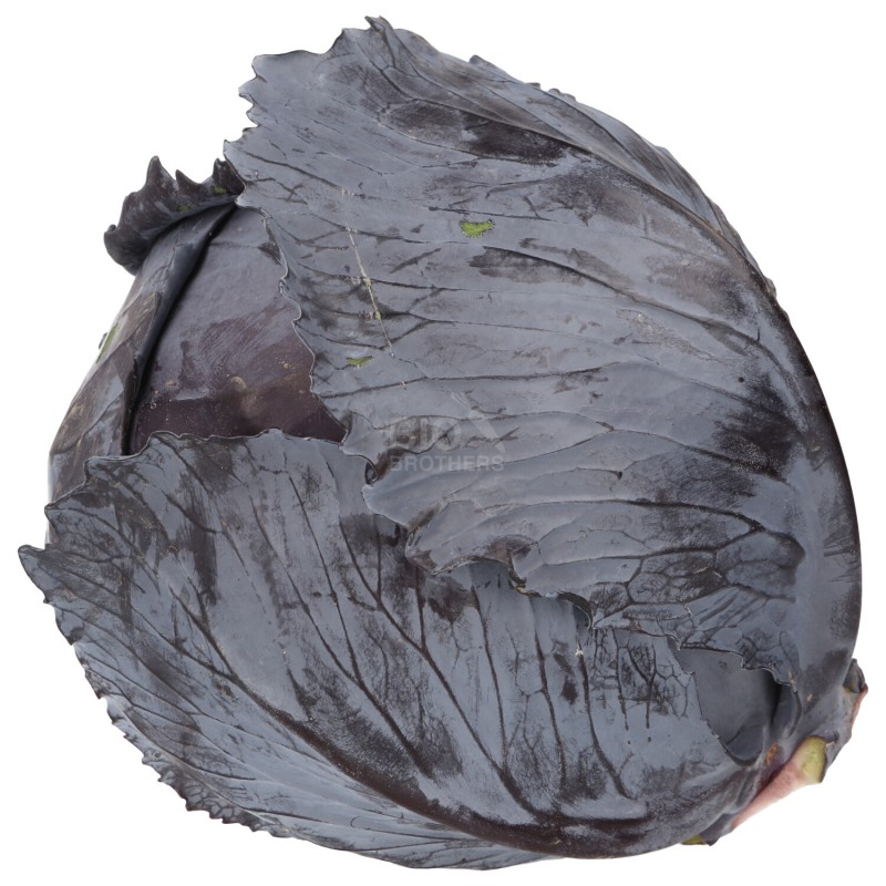 CAPPUCCIO ROSSO (BIO)