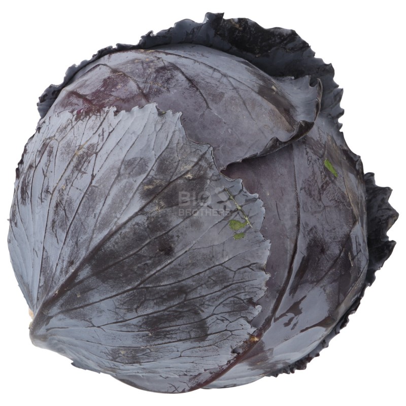 CAPPUCCIO ROSSO (BIO)