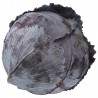 Cavolo Cappuccio Rosso crudo biologico