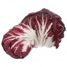Radicchio Rosso Tondo Bio