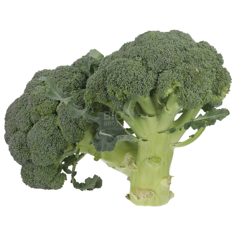 BROCCOLO (BIO)