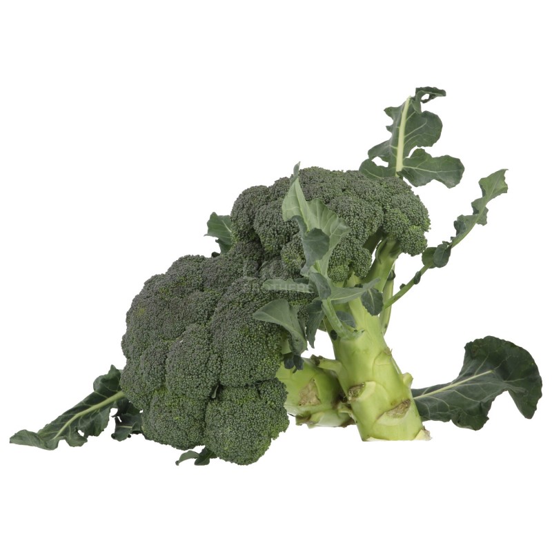 BROCCOLO (BIO)