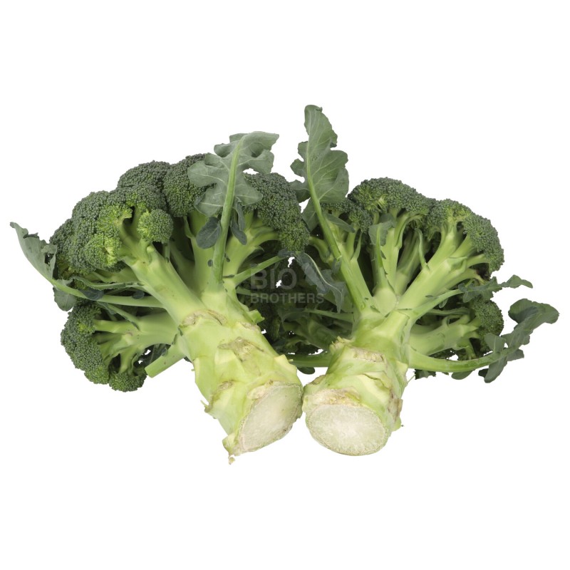 BROCCOLO (BIO)