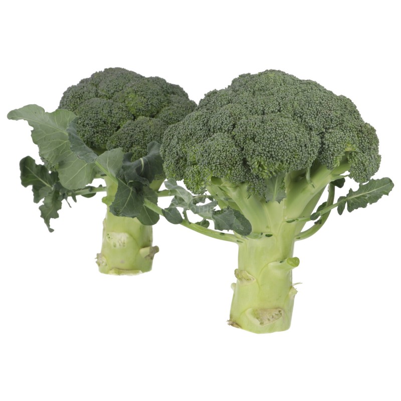 BROCCOLO (BIO)