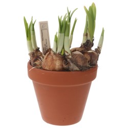 NARCISI BULBI IN VASO (BIO) OLANDA