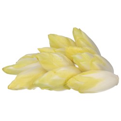 CICORIA BELGA (NL) BIO