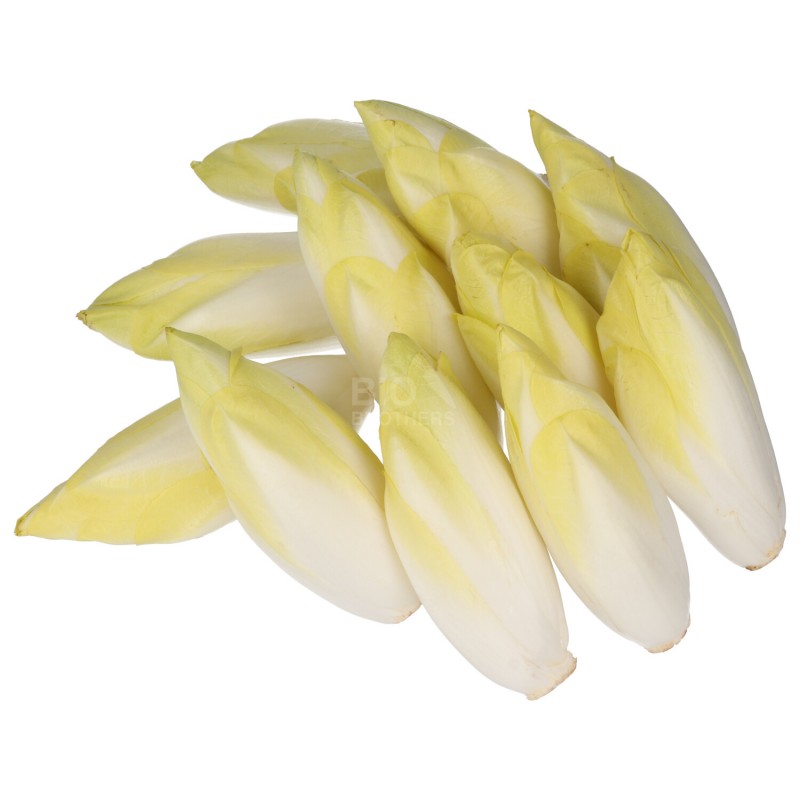 CICORIA BELGA (NL) BIO