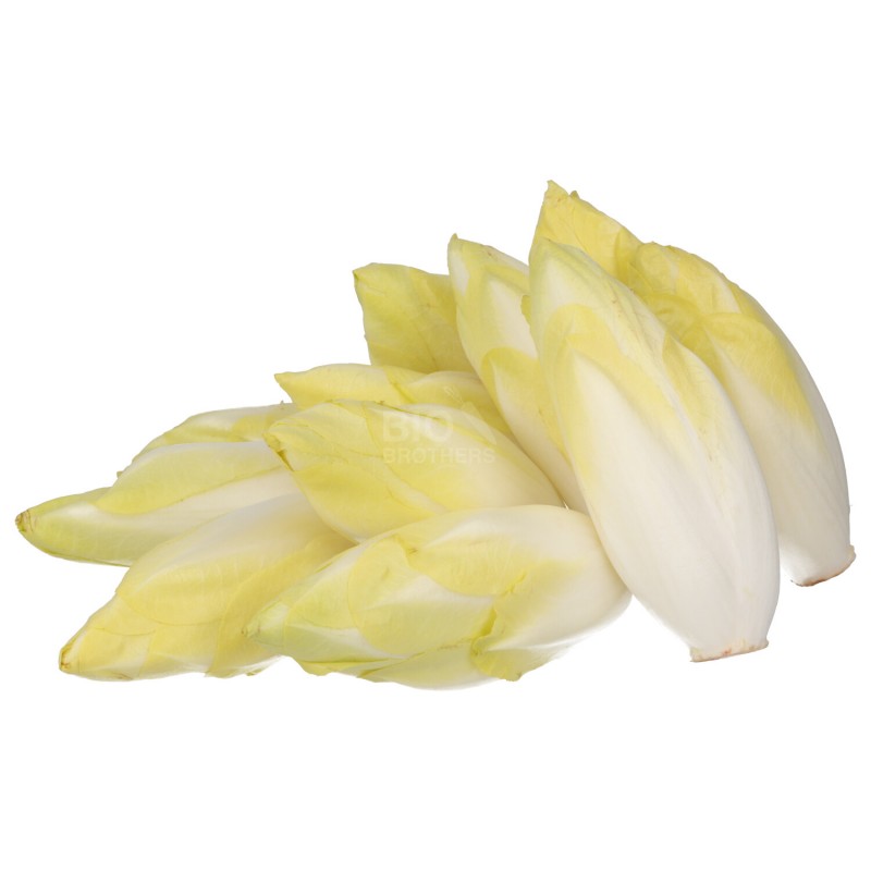 CICORIA BELGA (NL) BIO