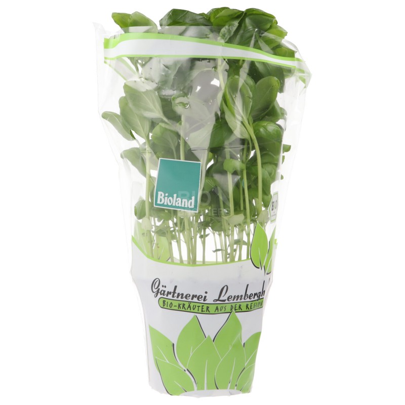 PIANTINA BASILICO/AROMI (BIO)