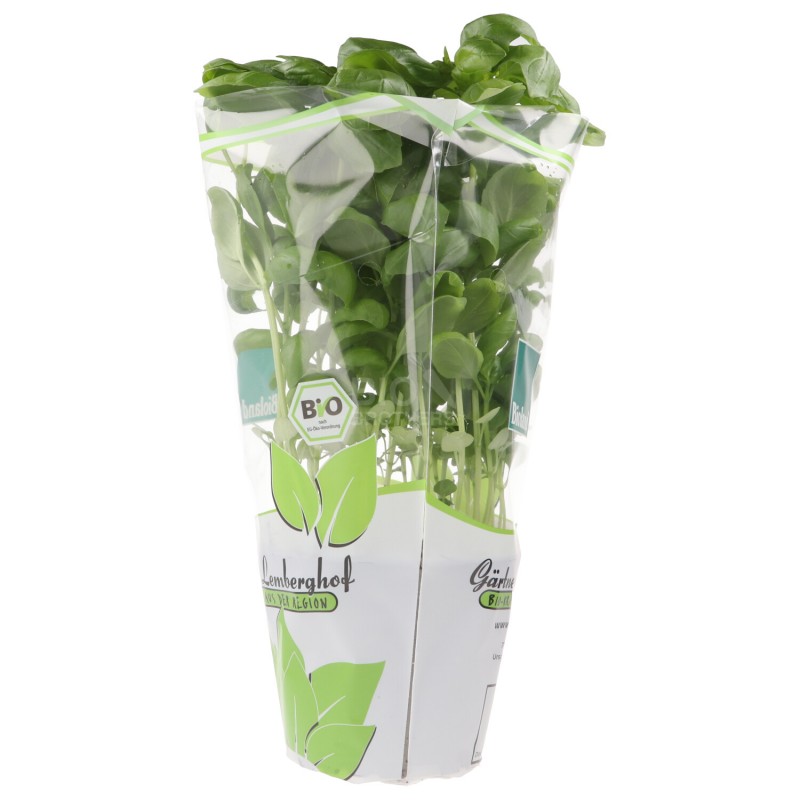 PIANTINA BASILICO/AROMI (BIO)