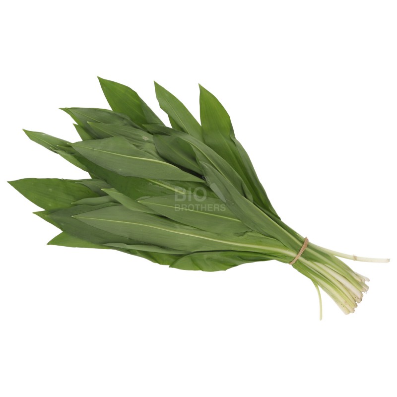 AGLIO ORSINO MAZZETTO 30G (SELVATICO) DE