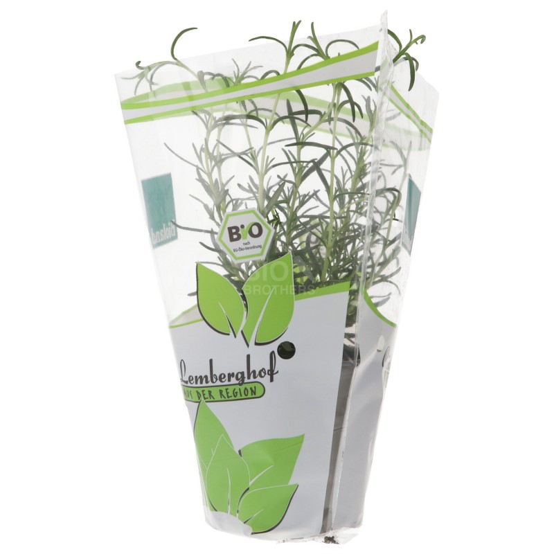 PIANTINA ROSMARINO (BIOLAND) DE