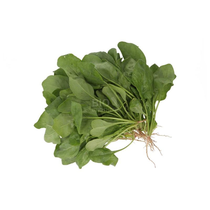 Spinaci Biologici con radice