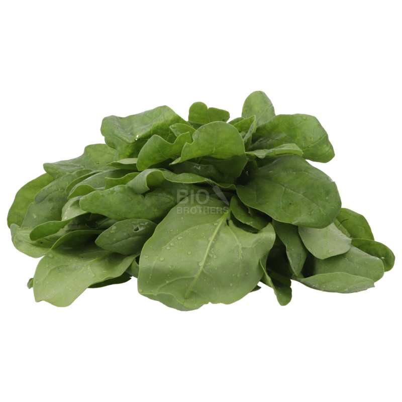 Spinaci Biologici con radice