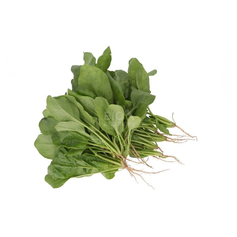 Spinaci Biologici con radice