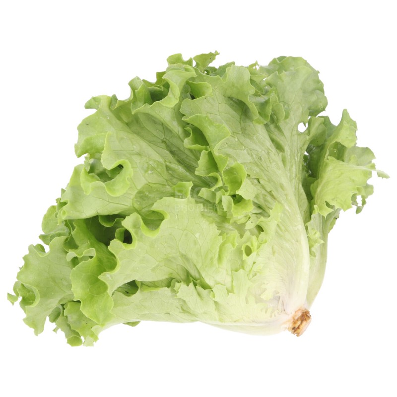 WIVA INSALATA LOCALE (BIO)