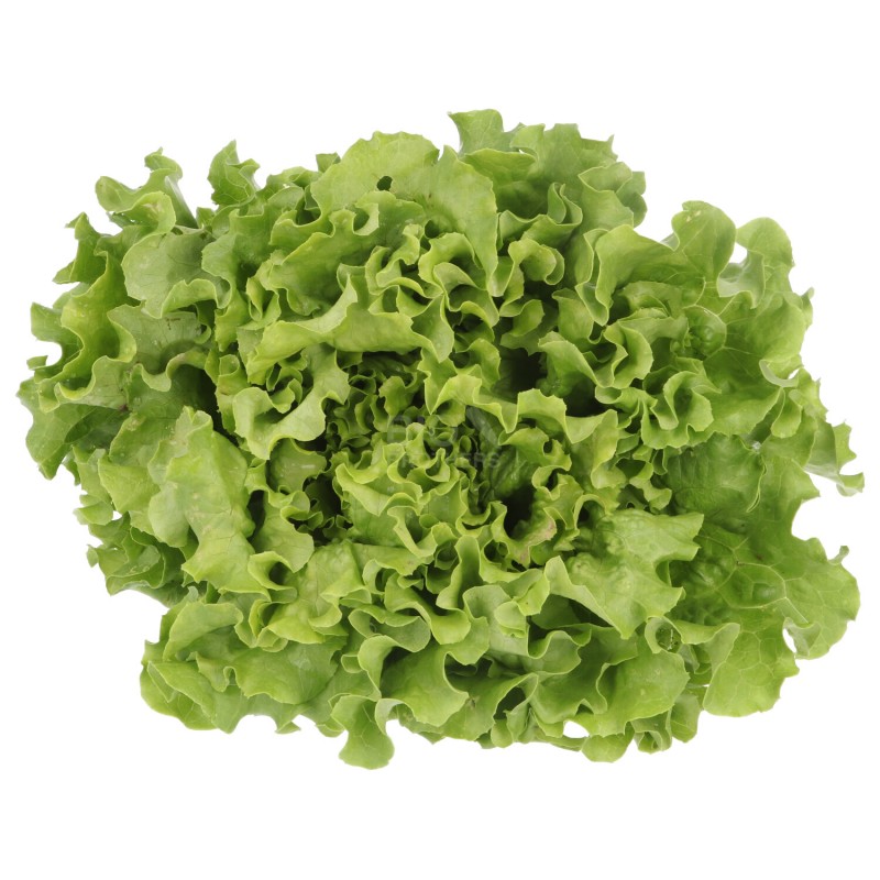 WIVA INSALATA LOCALE (BIO)