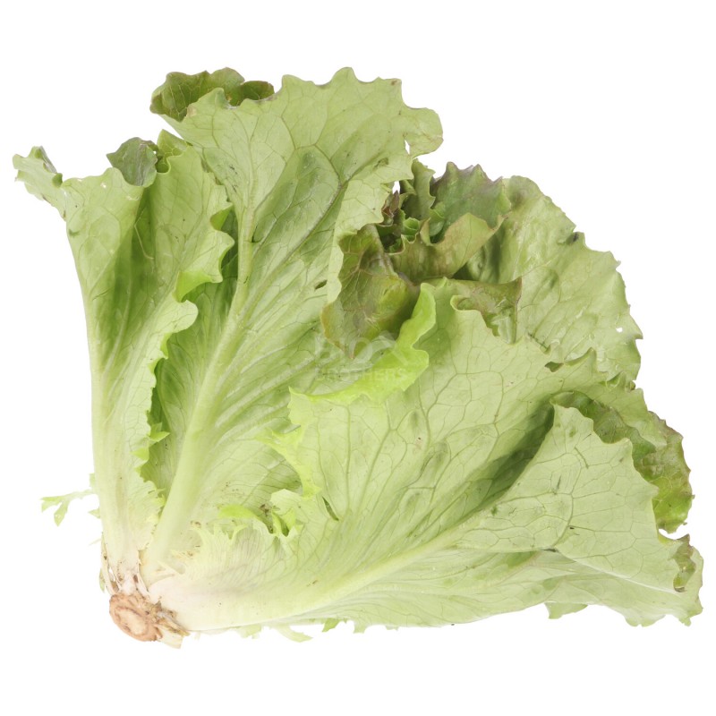 WIVA INSALATA LOCALE (BIO)