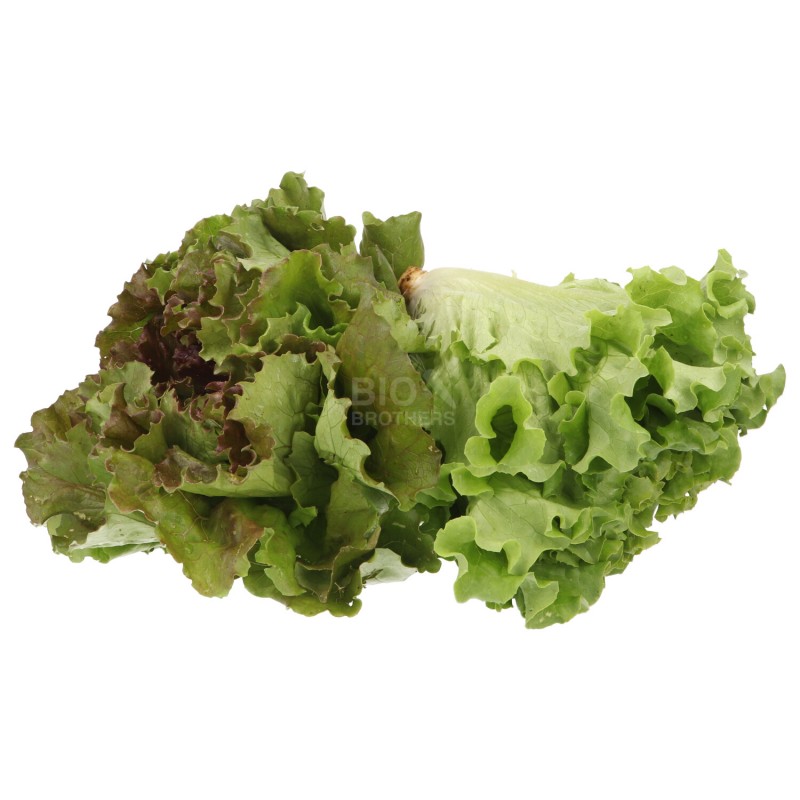 WIVA INSALATA LOCALE (BIO)