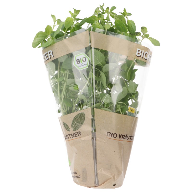 PIANTINA ORIGANO (BIOLAND) DE