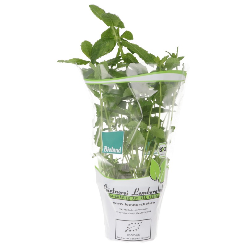PIANTINA MENTA (BIOLAND) DE