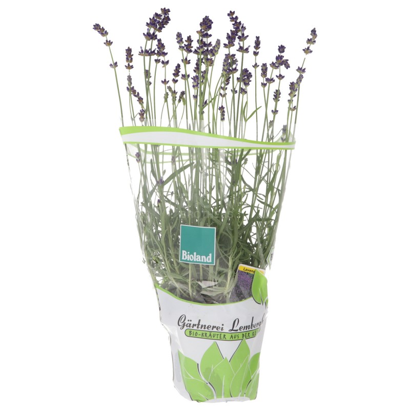PIANTINA LAVANDA (BIOLAND) DE