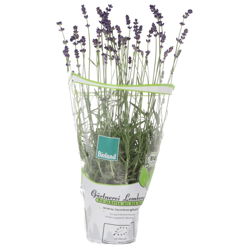PIANTINA LAVANDA (BIOLAND) DE