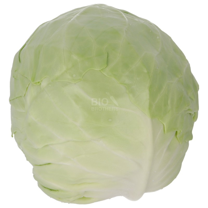 CAPPUCCIO TONDO (BIO)