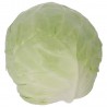 Cavolo Cappuccio Tondo Biologico