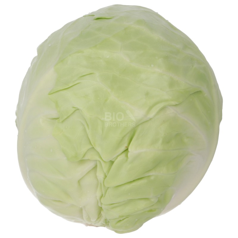 CAPPUCCIO TONDO (BIO)