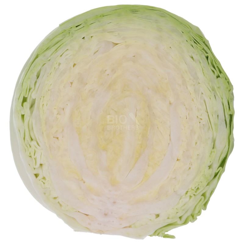 CAPPUCCIO TONDO (BIO)