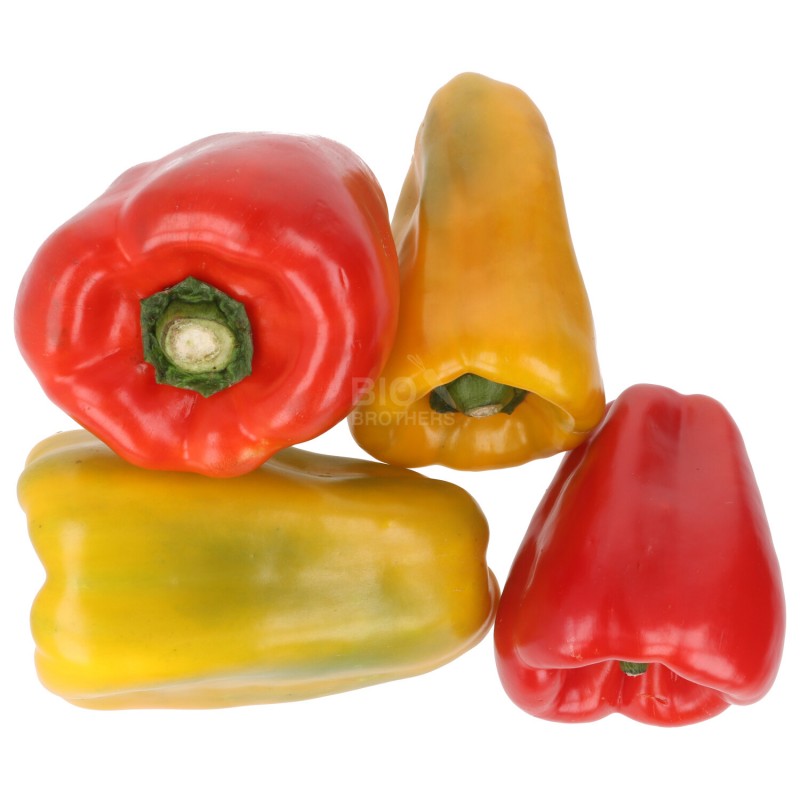 PEPERONE ROSSO/GIALLO (BIO)
