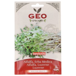 Semi di erba medica per germogli