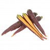 Carota Viola varietà Purple Elite biologica Demeter