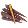 Carota Viola varietà Purple Elite biologica Demeter