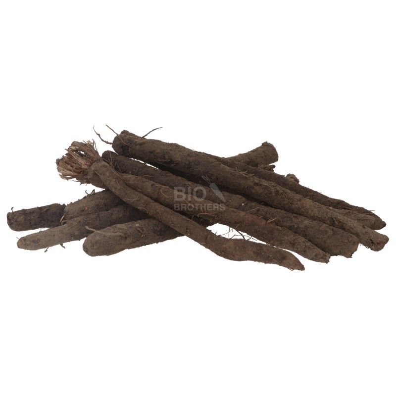 Scorza Nera biologica radice