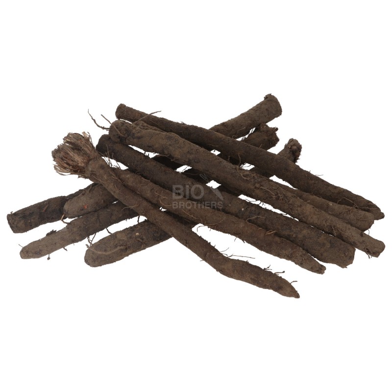 Scorza Nera biologica radice