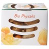 Physalis Alchechengi biologici freschi