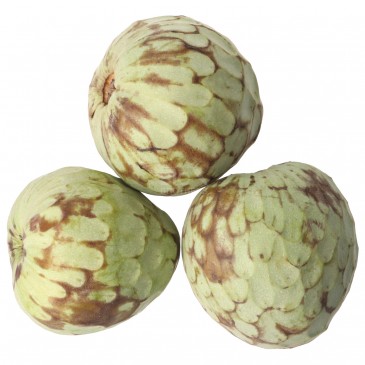 CHERIMOLIA (BIO) ESP. CHERIMOLIA (BIO) ESP.