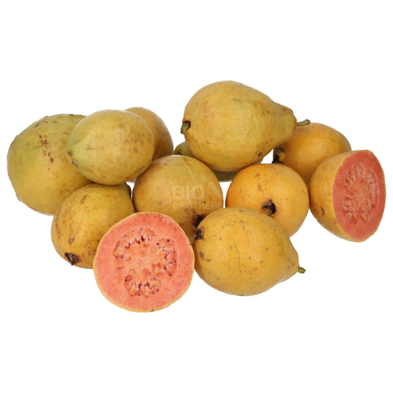 GUAVA FRUTTO (BIO) ESP.