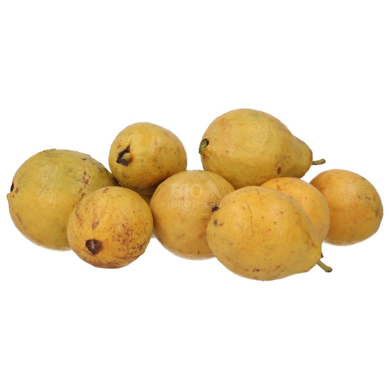 GUAVA FRUTTO (BIO) ESP.
