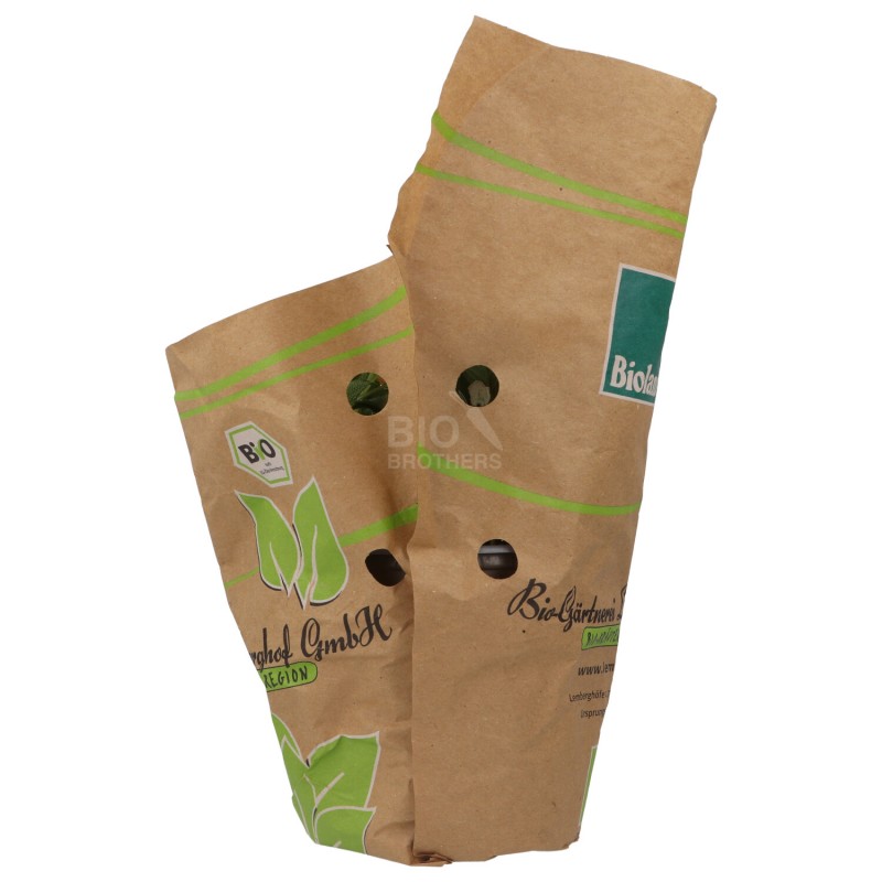 PIANTINA SALVIA (BIOLANDA) DE