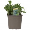 Piantina di Salvia Biologica in vaso
