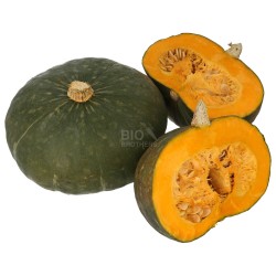 ZUCCA DELICA  (BIO)
